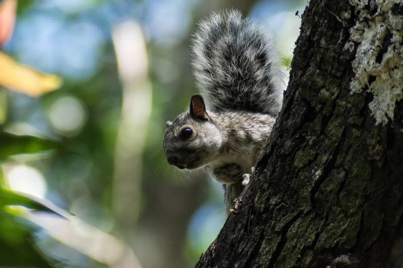 Medvirkende i Blondinens Hævn