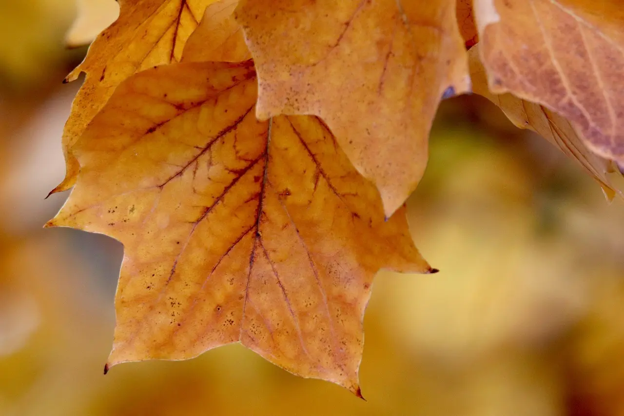 Hvordan er vejret i Göteborg i november?