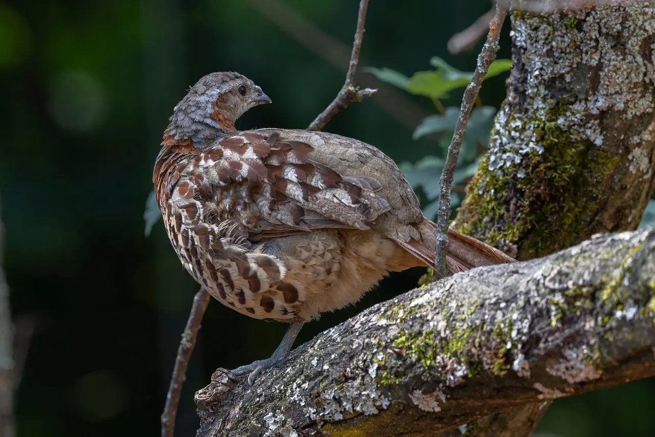 Alle synonymer for Svensk Fugl Krydsord