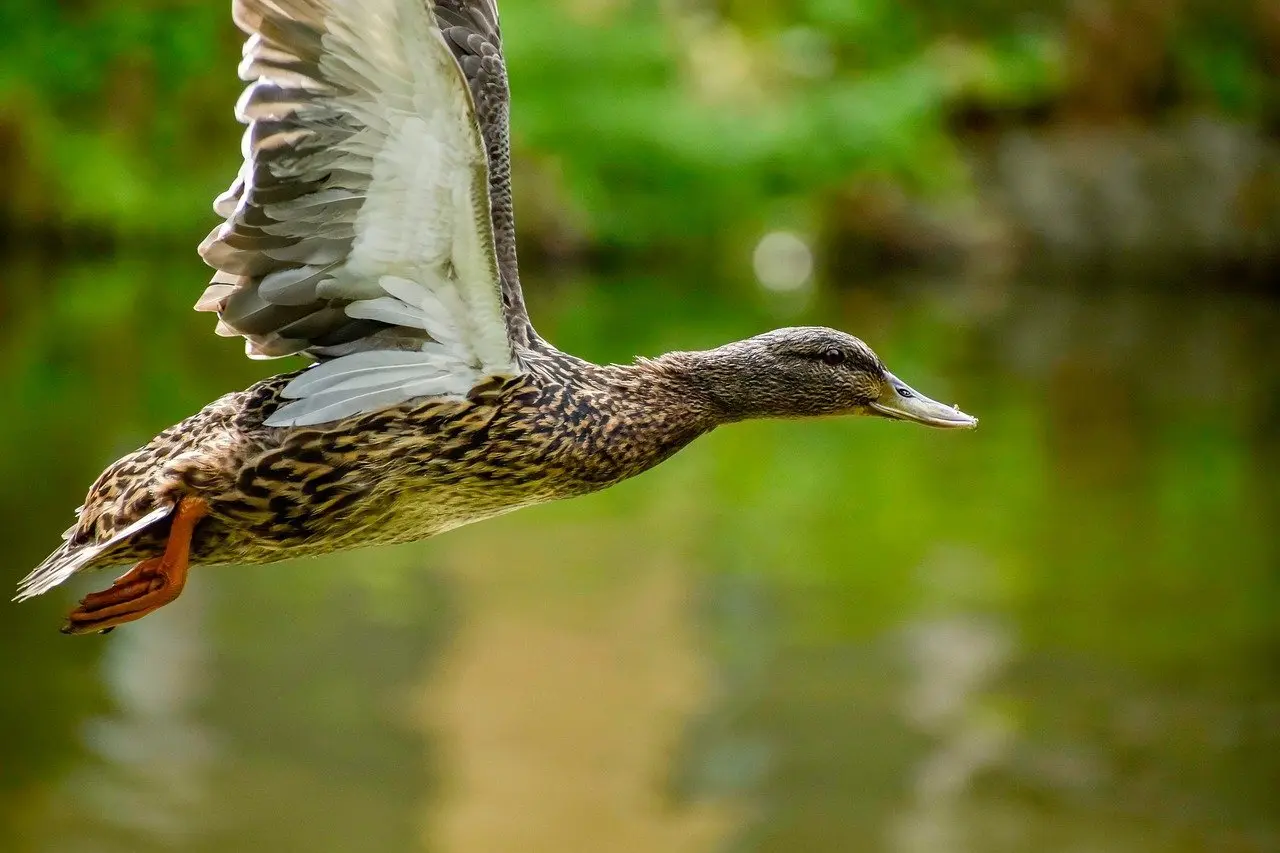 Krydsord opslag for Vindue
