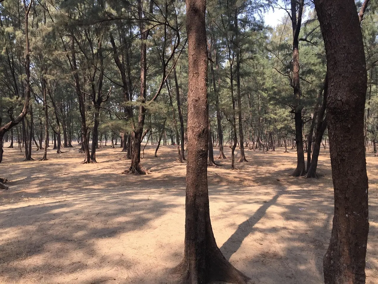 Medvirkende i The Longest Ride