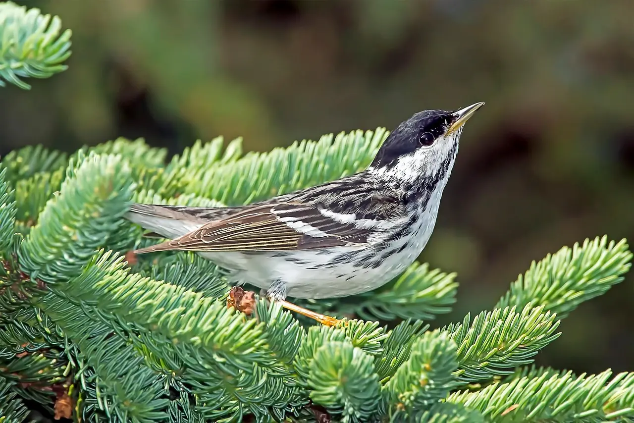 Svensk Skov - Løsningord til dit krydsord