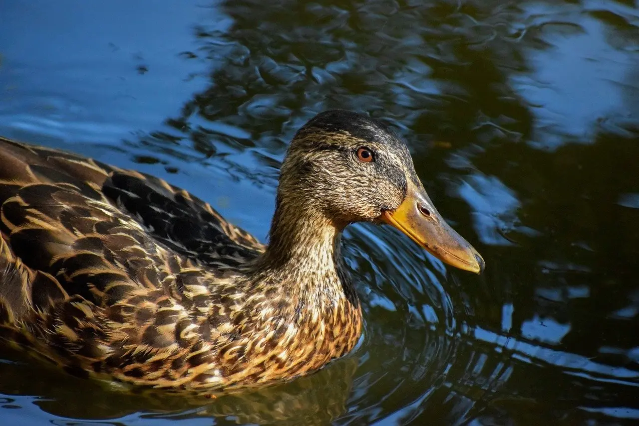 Tips for Svensk Forfatter Krydsord
